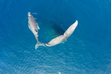 WHALE SUP SESSION WITH EPIC EXPERIENCE MAUI 4K