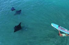 MANTA RAY DIVING FROM A PADDLE BOARD!