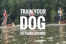 HOW TO TRAIN YOUR DOG TO PADDLE BOARD WITH YOU!