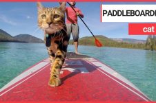 WATER-LOVING FELINE LOGAN SPENDS HIS DAYS PADDLEBOARDING