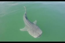 SUPING WITH WHALE SHARKS