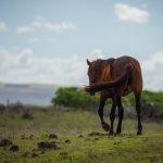 10. Easter Island 1500px