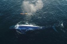 PADDLE BOARDING NEXT TO HUGE WHALE