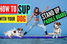 HOW TO STAND UP PADDLE BOARD WITH YOUR DOG