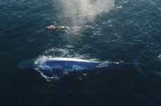 PADDLE BOARDING WITH A BLUE WHALE