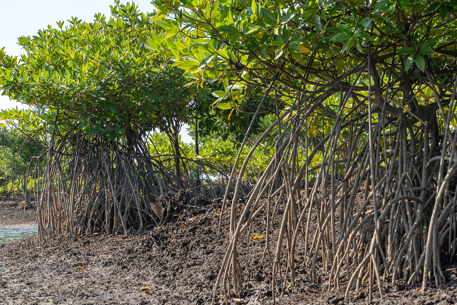 Mangroves With Their Complex Root Structure Which Sequesters CO2 Deeply Back Into The Ground. Photograph by Trevor Tunnington.