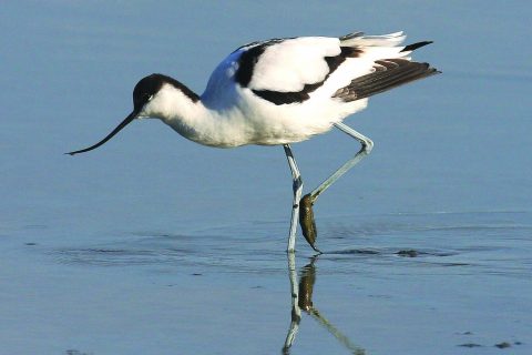 JC Avocet_LG