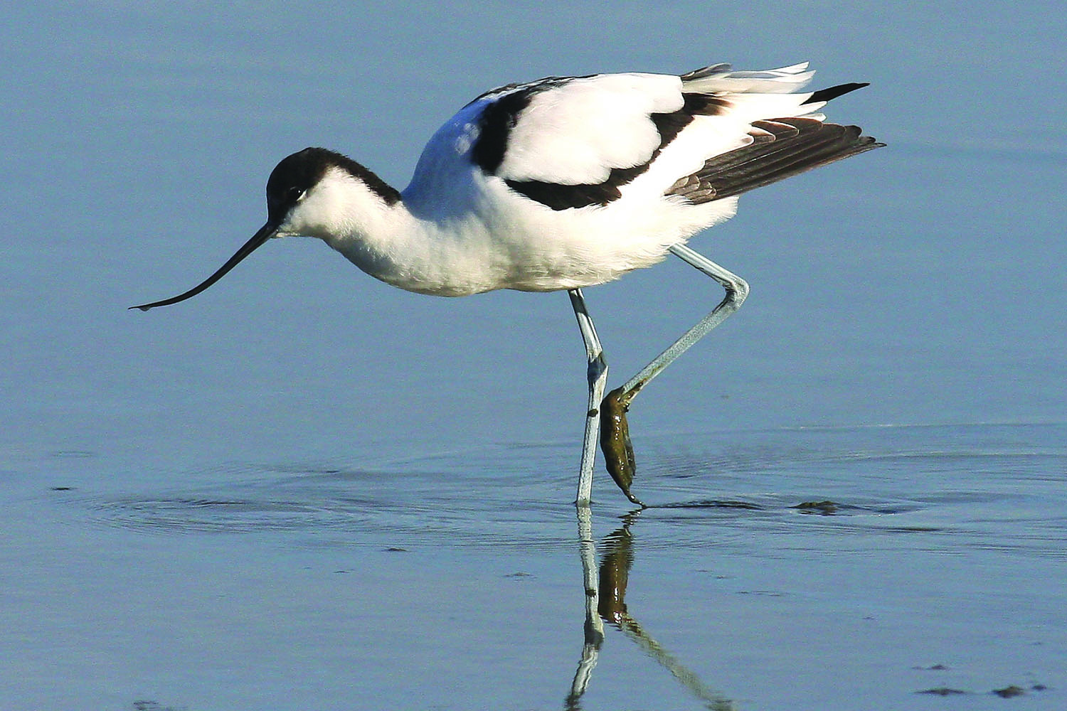 JC Avocet_LG