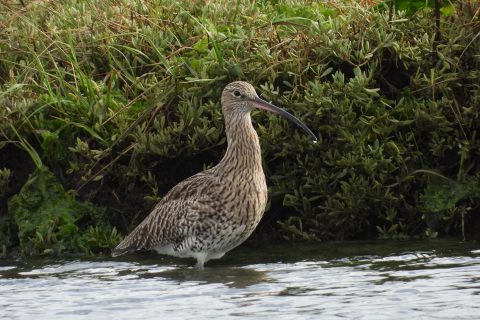 JCCurlew water drop